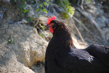 Poule