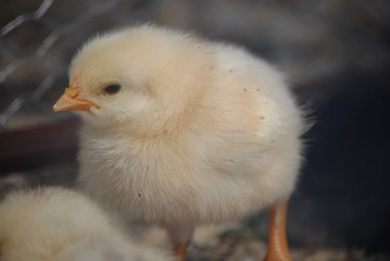 Poussin