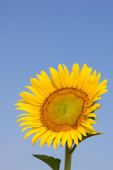 Sunflower with blue sky