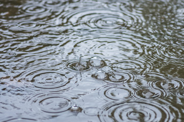 Bubbles from the rain in a puddle