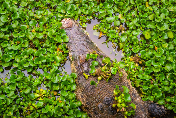 Crocodile in water between plants