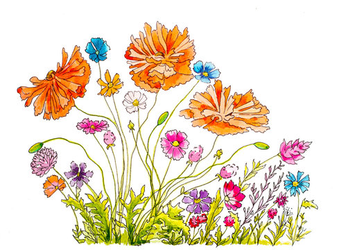 hand painted watercolor and ink illustration with poppies 