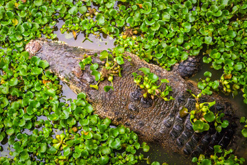 Crocodile in water between plants