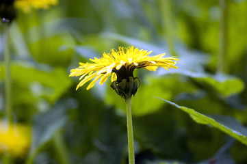 One single flower dandelion