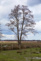 moor landscape recker moor in germany