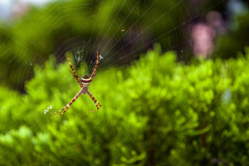 Close-up of spider on web