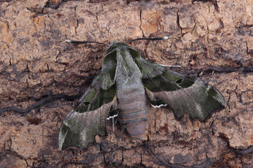 Moth - Willowherb Hawkmoth (Proserpinus proserpina)