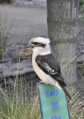 closeup of a Kookaburra, a native bird of Australia 