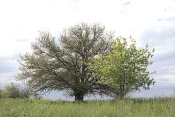Obraz premium a large tree on a background of grass