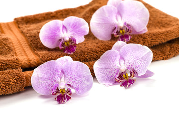 Obraz na płótnie Canvas pink spa orchids