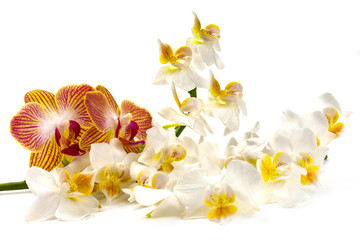 bouquet of orchid petals