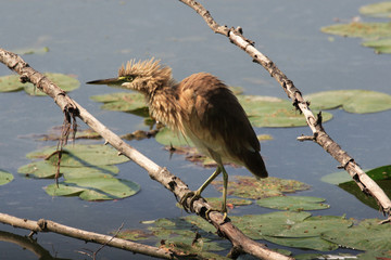sgarza ciuffetto ardeola ralloides 