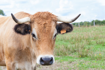 Pretty Aubrac cow looking at the camera, close up head shot in a pasture with copy space
