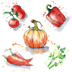 Various vegetables isolated on white background. Tomatoes, paprika, chili peppersi, coriander and pumpkin painted in watercolor. Watercolor blots. The contours are drawn in ink. Hand drawn.
