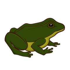 Green frog illustration