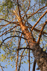Obraz premium Pine tree at sunset