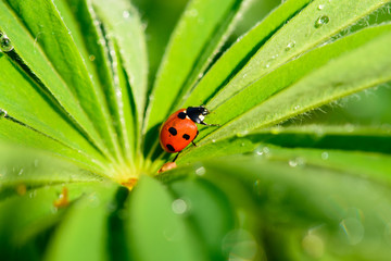 ladybird close up on a green leaf