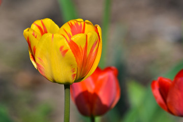 Tulips in the may garden.