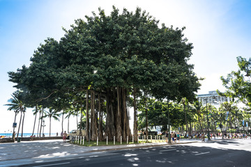 Banyan tree in Waikiki, Oahu, Hawaii
