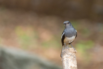 female oriental magpie robin sitting on stump