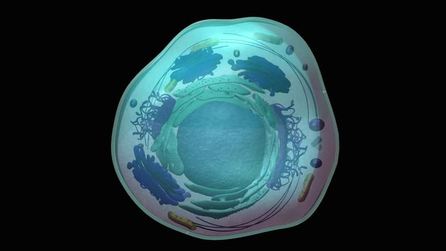 Animation of organelles
