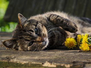 Big gray striped cat lies with flowers dandelions. Portrait of a beautiful cat in the nature. Summer, the heat, the cat is happy