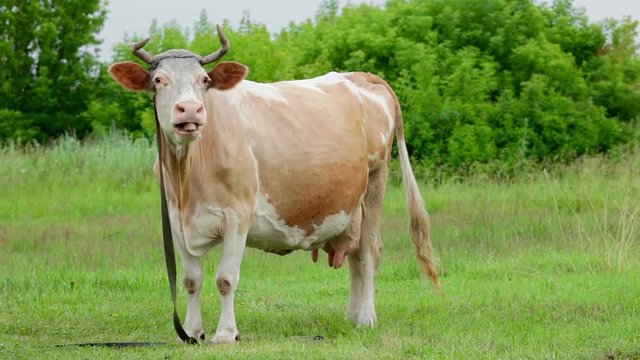 Beige cow standing on field