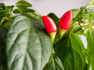 Hot peppers
