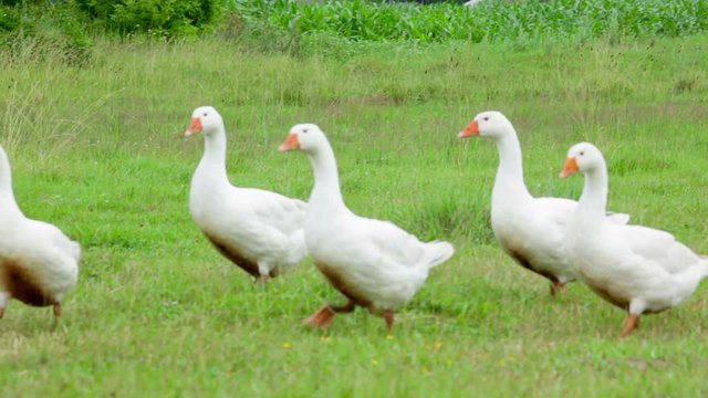 White geese flap wings and grazing