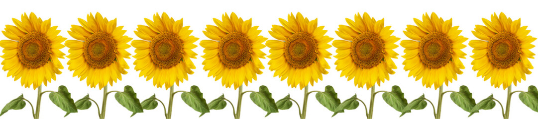 Obraz premium header web panorama sunflower flower full length
