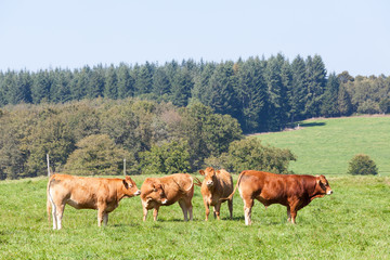Fototapeta na wymiar Limousin beef bull with three cows in a rural lush green summer pasture in French countryside