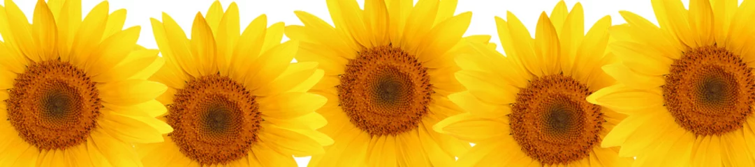 Fotobehang header web  panorama sunflower flower full length © lms_lms