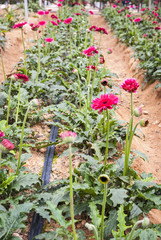 View on indoor flower farm