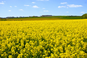 Cultivated yellow raps field in France