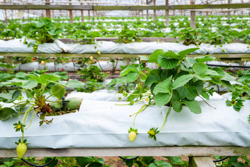 Strawberries growing in lines in greenhouse