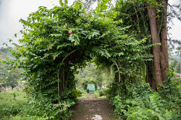 Archway Made of Leaves