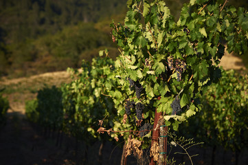 Fototapeta na wymiar Grapes on a vine at a winery 