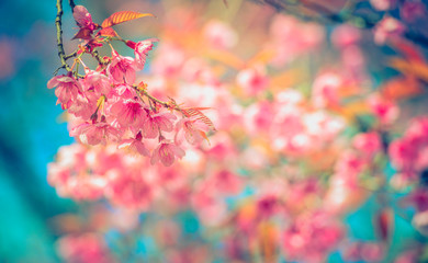 Pink sakura or cherry blossom tree with blue sky,background blur bokeh full vivid color.