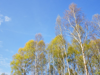 Fototapeta premium Birch Forest background