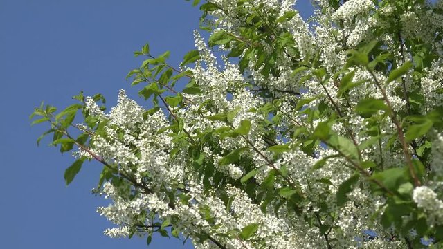 flowering bird cherry tree in the nature