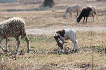 lamps eating dry grass.