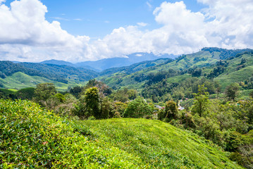 Tea plantation in Cameron Highlands, Malaysia