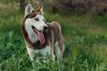Perro de raza husky de ojos azules en la naturaleza