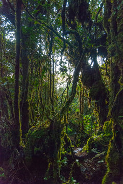 Fototapeta Rain forest in Cameron highlands, Malaysia