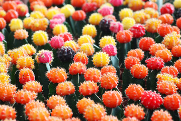 row of colorful cactus