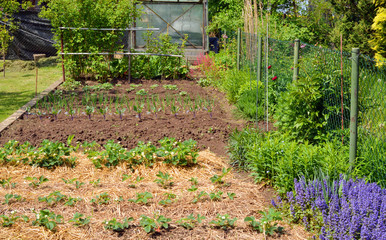 Schrebergarten mit Beeten