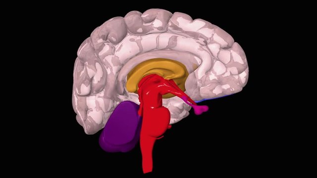 Animation of human brain
