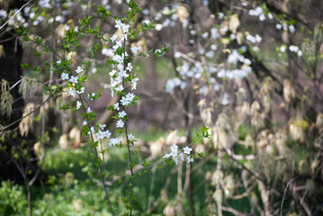 Blooming trees with flowers in Special Nature Reserve Carska Bara - Imperial Pond