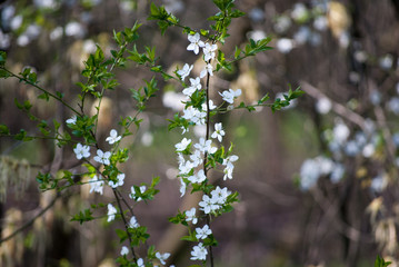 Blooming trees with flowers in Special Nature Reserve Carska Bara - Imperial Pond