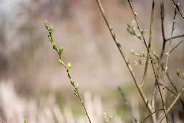 Blooming trees with flowers in Special Nature Reserve Carska Bara - Imperial Pond